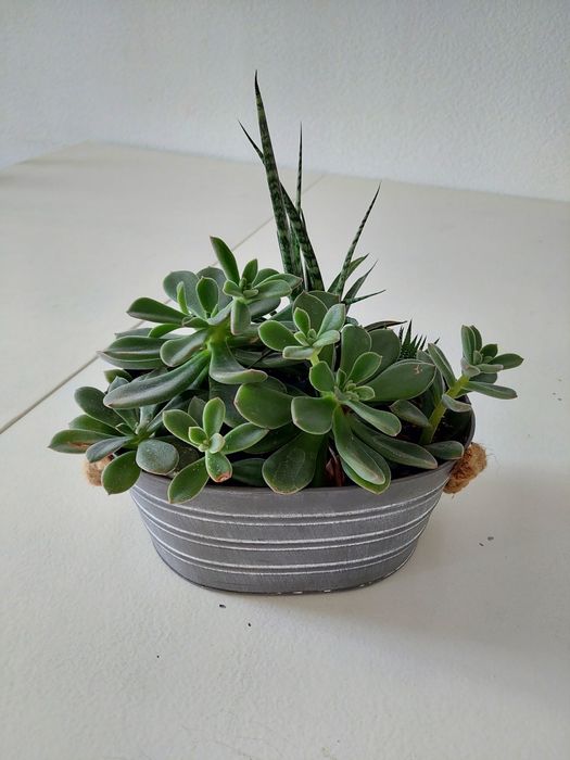 Цветы комнатные разные