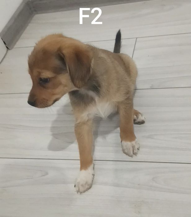 Ofer spre adoptie caini talie mica GRATIS