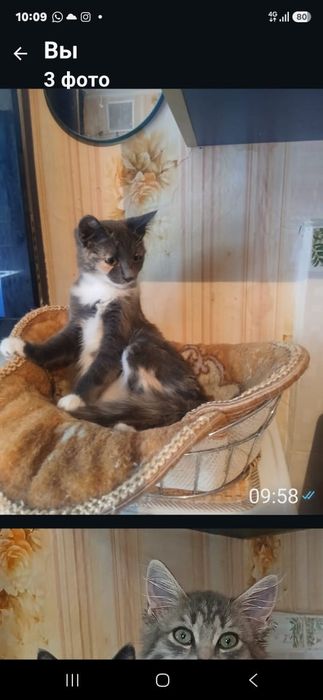 Котенок  3 месяца
