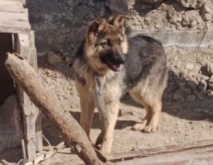 Неміс овчаркасы сатыоады