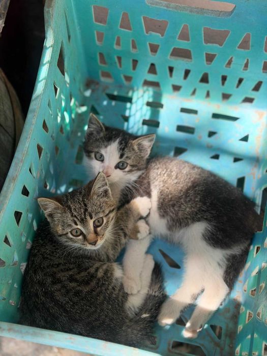 Подарявам малки котета