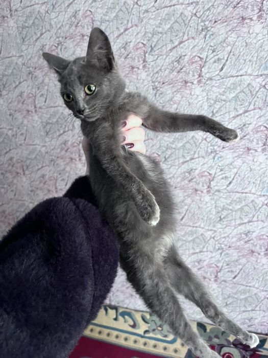 Три маленьких кошечки