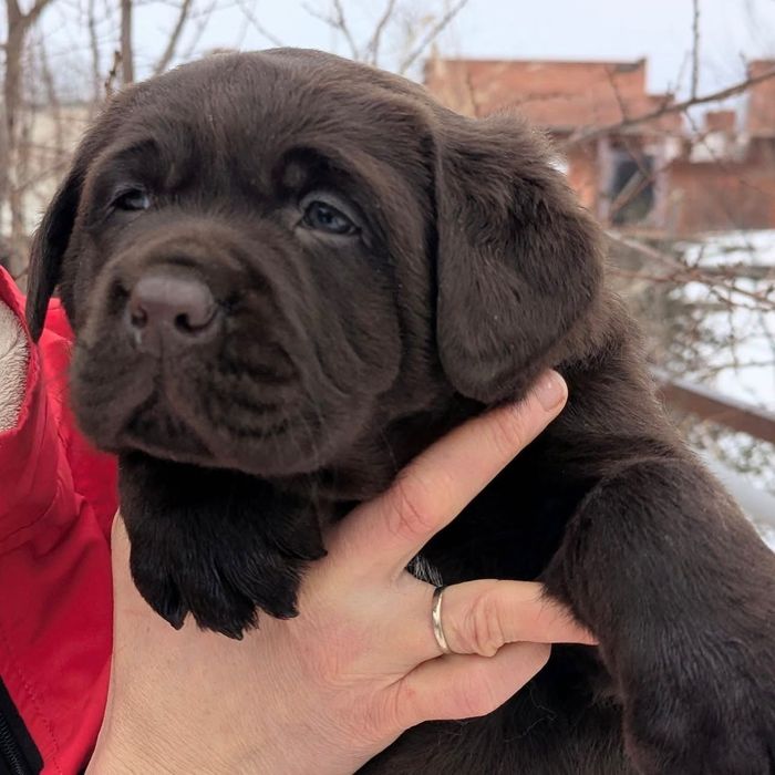 Роскошные Щенки Лабрадора