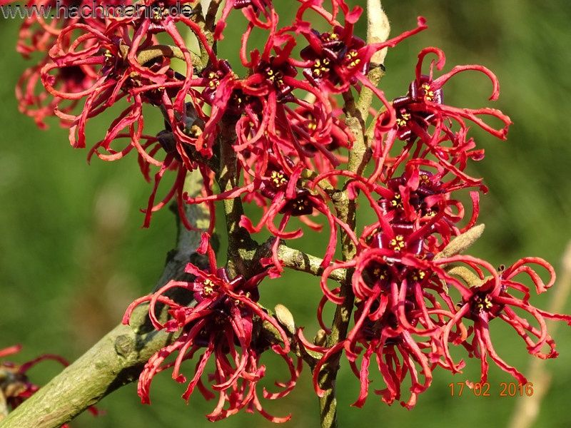 Вещерско дърво-(Магически лешник )