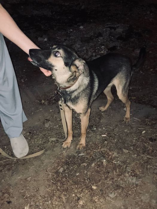 Молодой ласковый пес