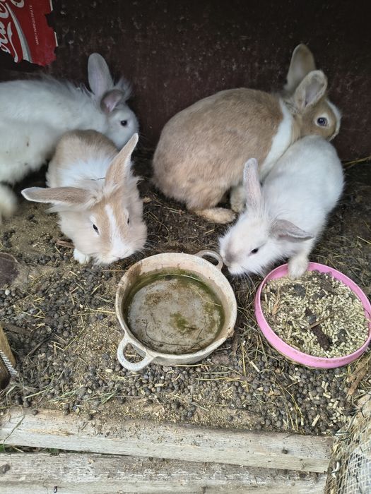 Cap-de-leu , animal de companie , preț 50 de lei pui și 65 de lei adult !