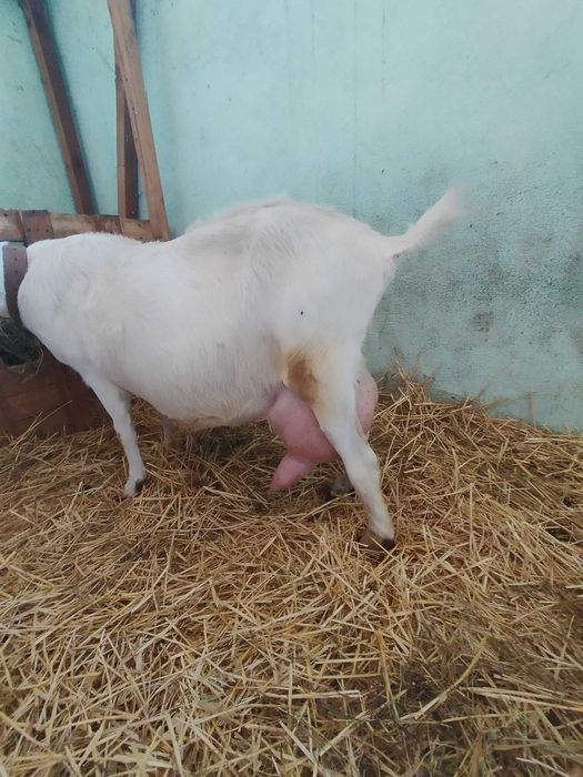 Iezi Sannen de 3 luni de vânzare ! Tel 0746050063