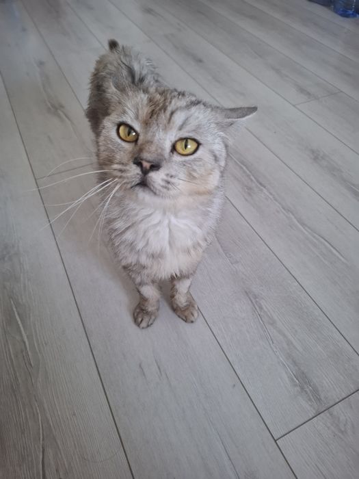 Отдам кота британца