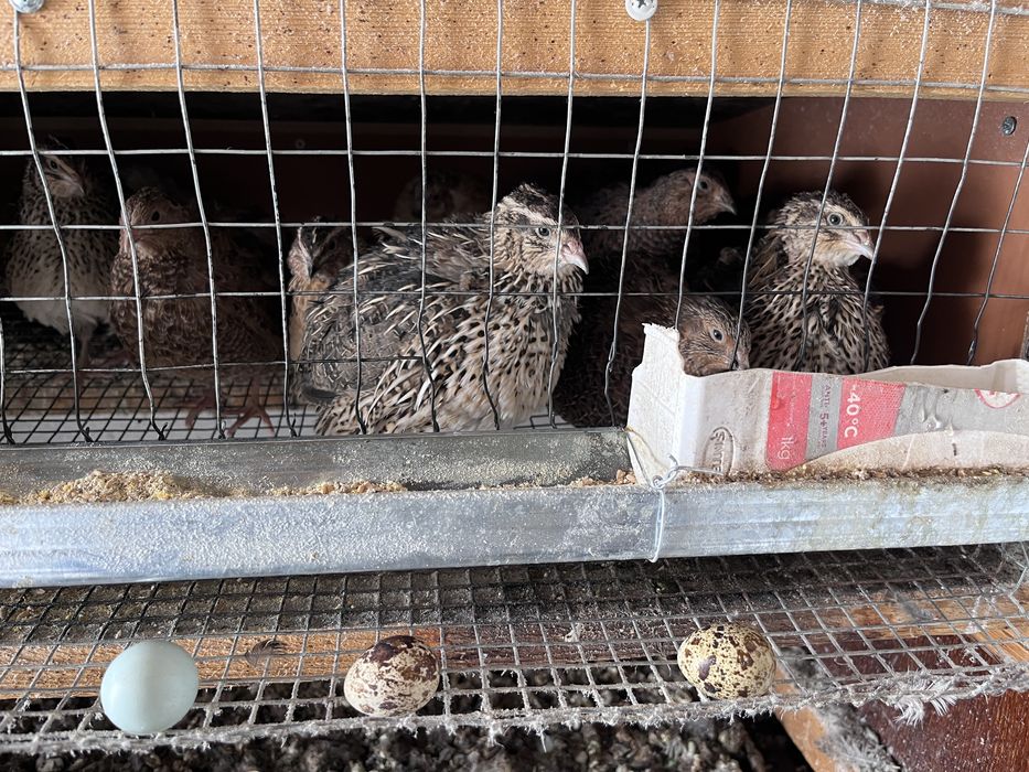 Передаю перепелки з