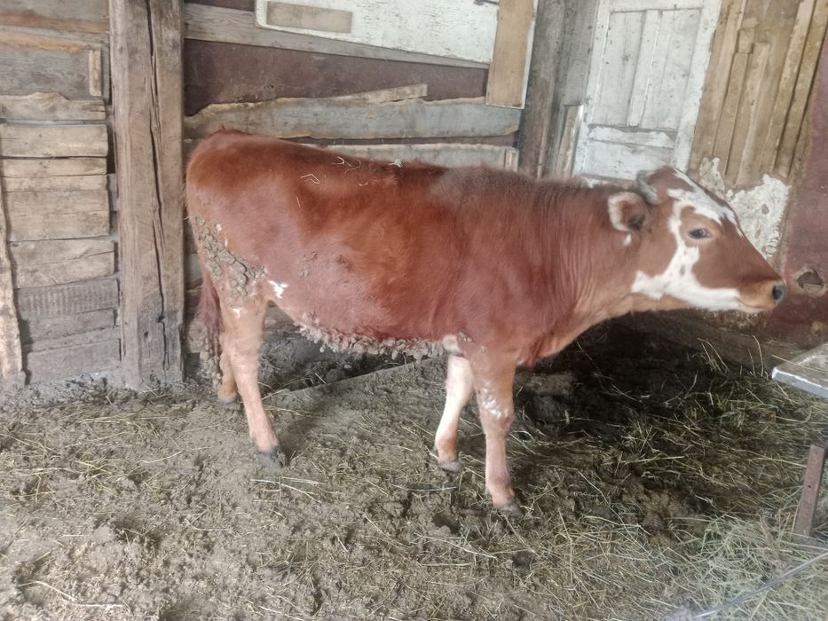 Продам две телочки с откорма