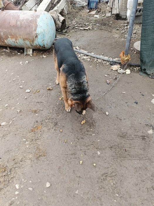 Собака немецкая овчарка