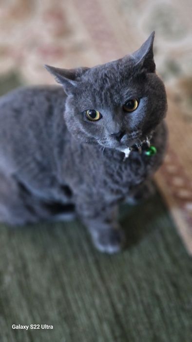 Манчкин 2годика с