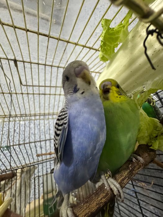 Попугай. Чех. Волнистый синий