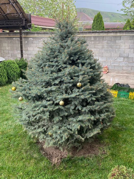 Продам елку цвет голубой