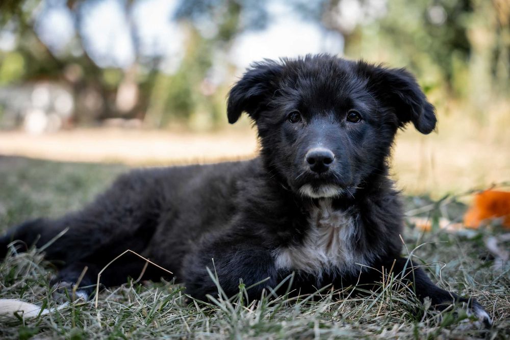 Чудо девчонки щеночки