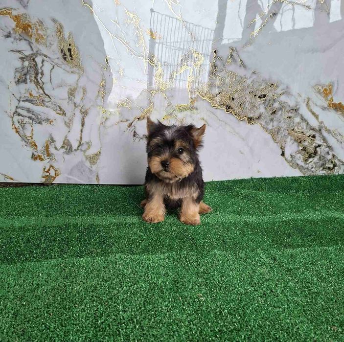 Йоркширски териер бебета