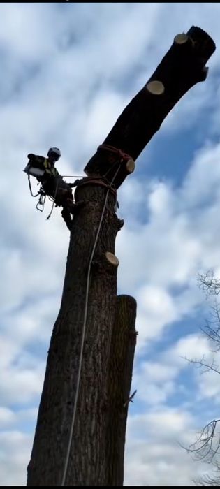 Спил деревьев, обрезка, ағаш кесеміз