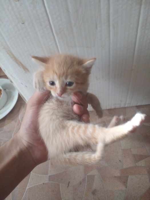 Отдам котят бесплатно