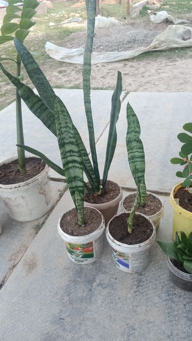 Продам домашний цветы