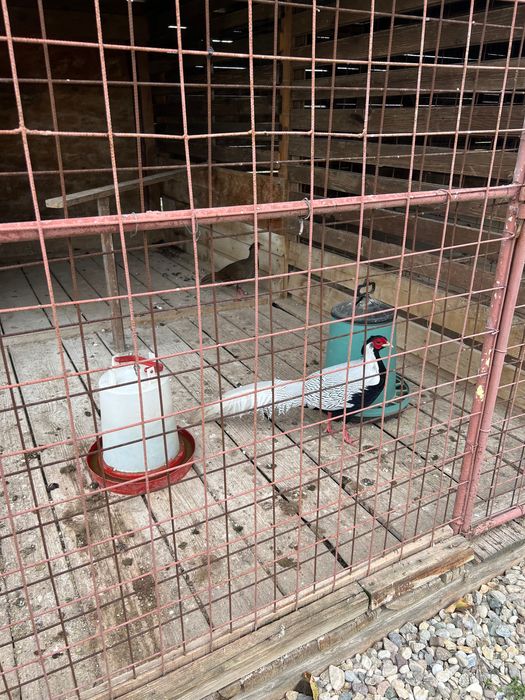 Продавам чифт Индийски пауни и чифт Сребърни фазани - работещи!