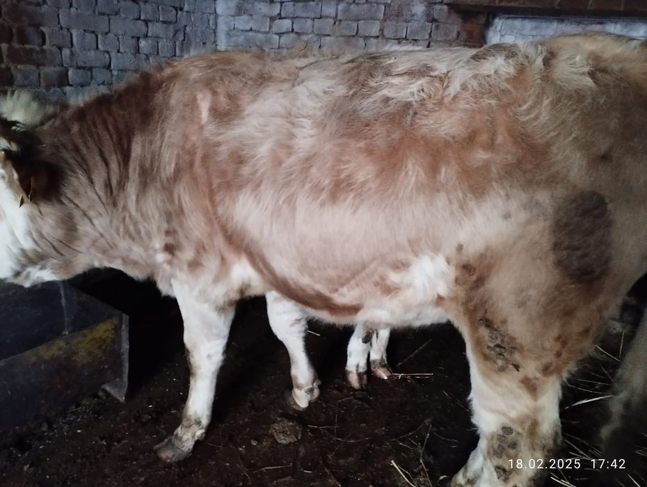 Сельхоз животные