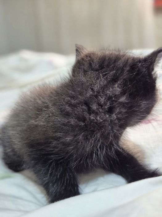 Котёнки муши бола лари отдам даром