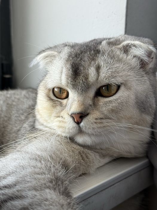 Srochna mushu sotiladi scottish fold ogil bola