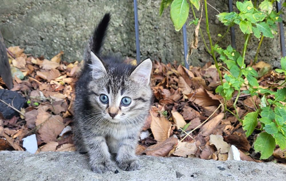 Котята бесплатно котенок
