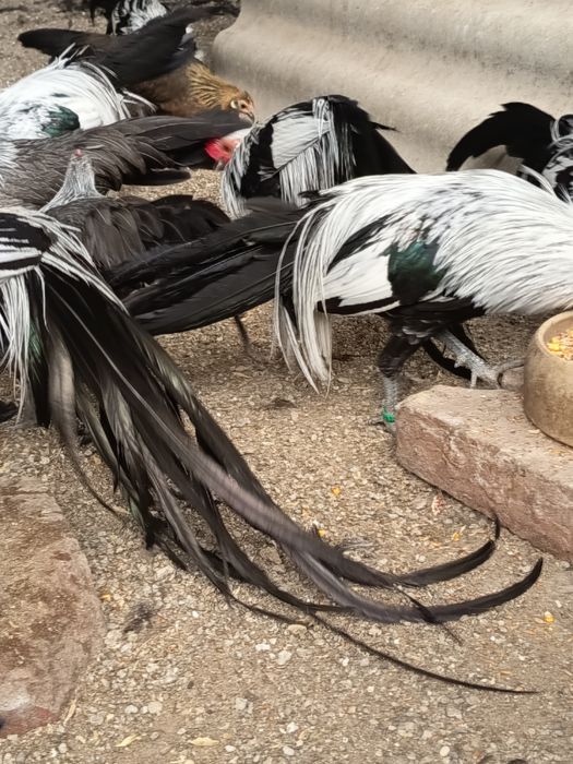 Găini Phönix pitic