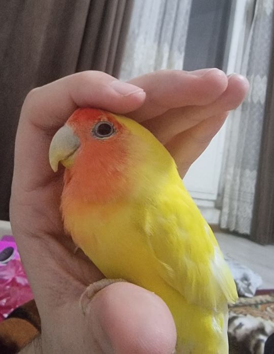 Nerazluchnik(moda/samka)