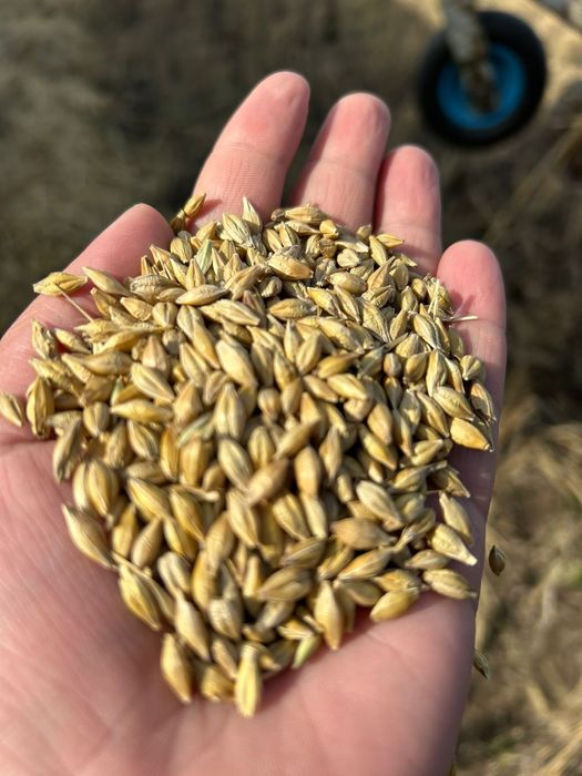 Продам ячмень яровой, влага 14,чистый, с места.