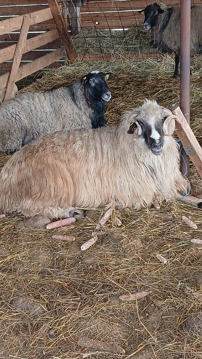 De vanzare 10 mioare