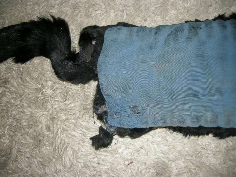 продавам яка от лисица - 2 бр