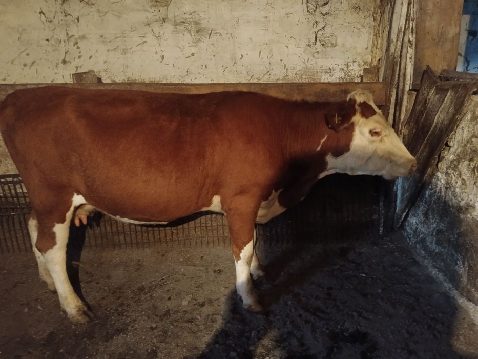 Корова белоголовая