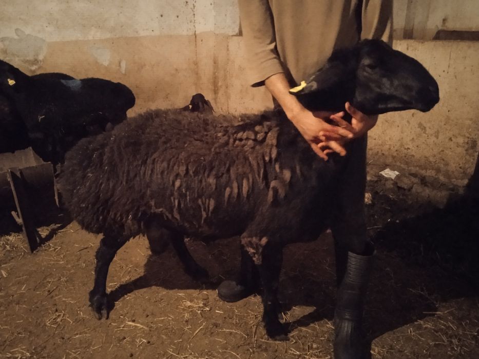 Qoylar sotiladi marosim va hayit ayyomiga zor qoylar bor