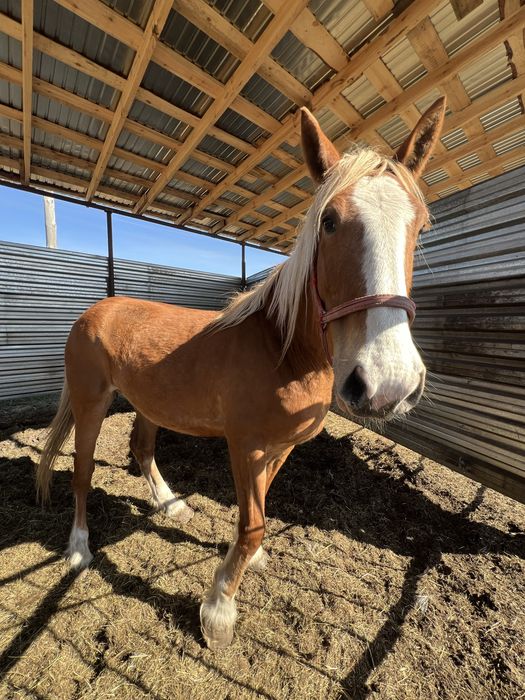 Продам кобылу лошадб