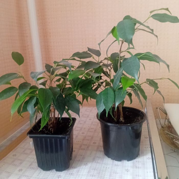 Продам  цветы  комнатные