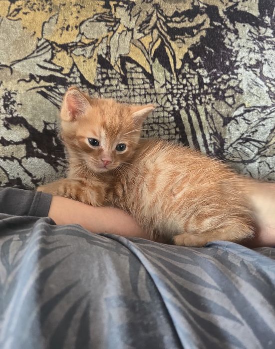 Отдам котят бесплатно
