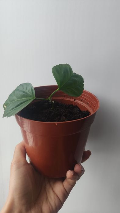 Гибискус Роза красная