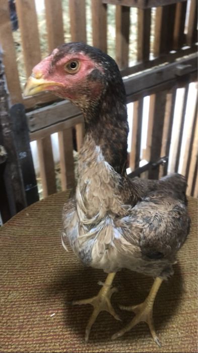 Бедана пар япон зот мокионлар сотилади