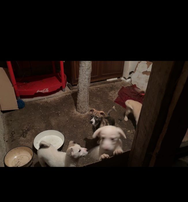 Подаряват се кученца