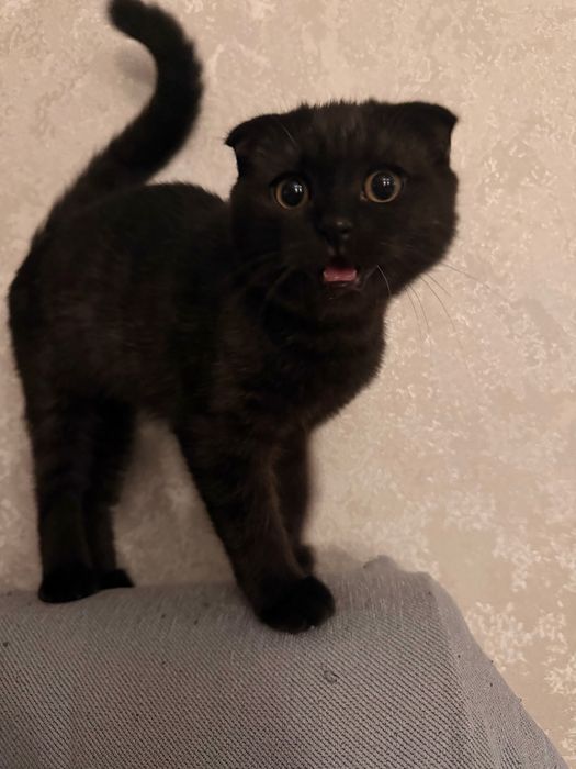 Котик 4 месяца чистокровный скотиш фолд