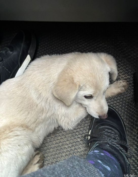 Ищем дом и добрых хозяев