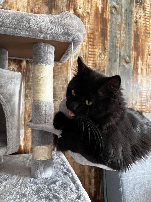 Катерушка за котки