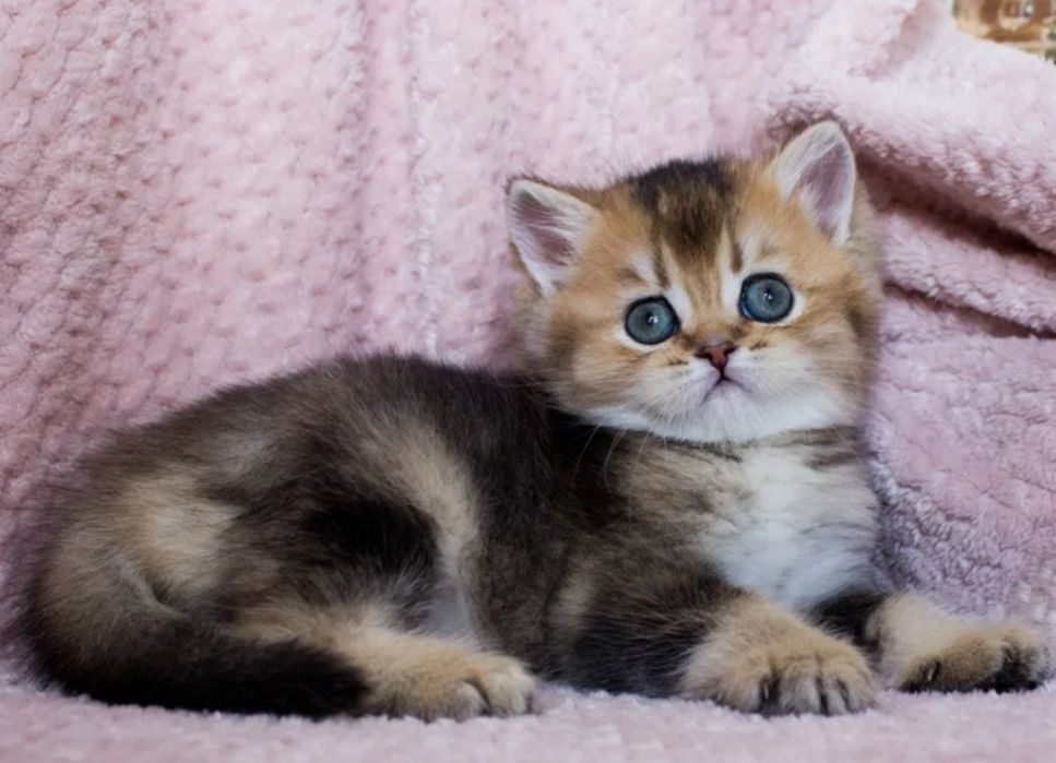 Котята шиншиллы Алматы