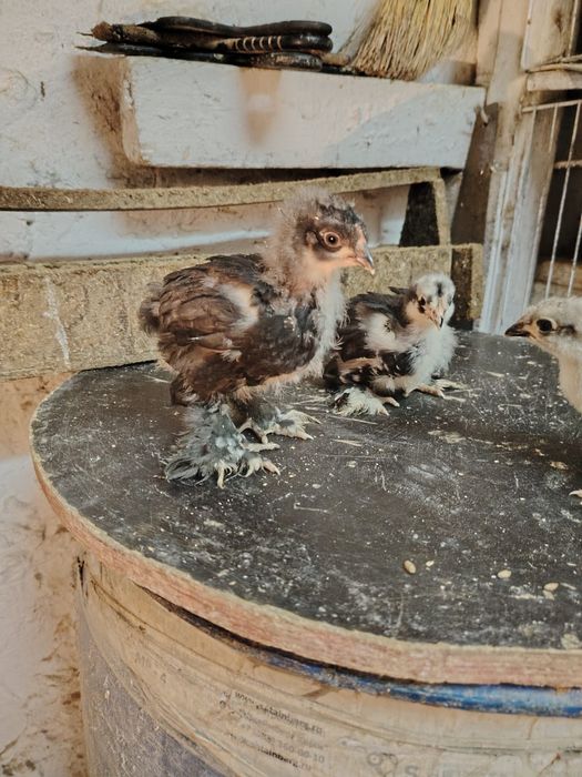 Продаются месячные  цыплята