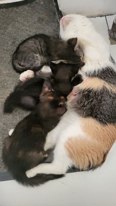 Котята бесплатно