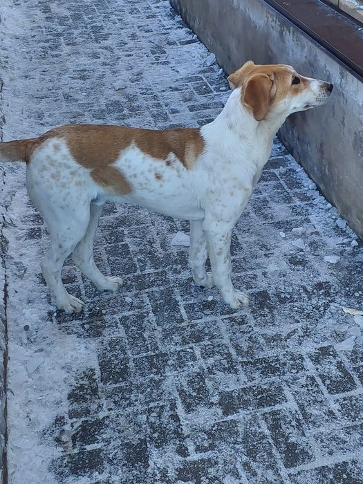 Собачки бесплатно, младше года