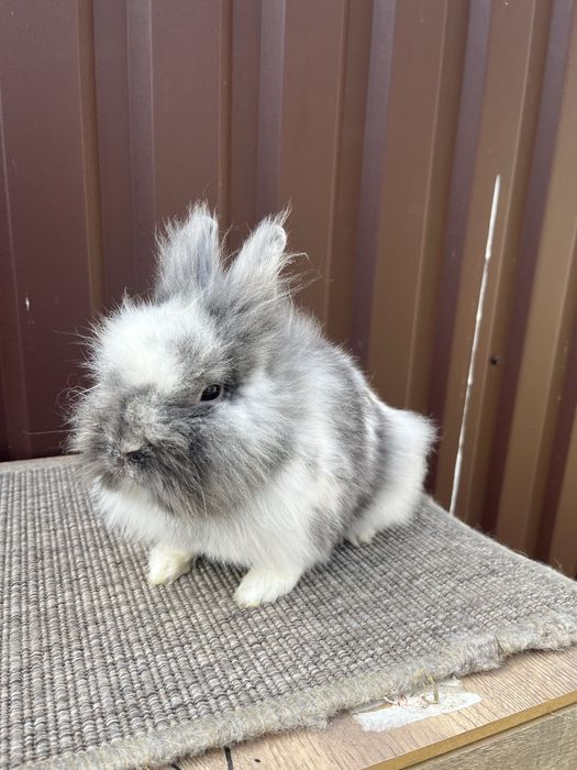 Mascul cap de leu Rhon