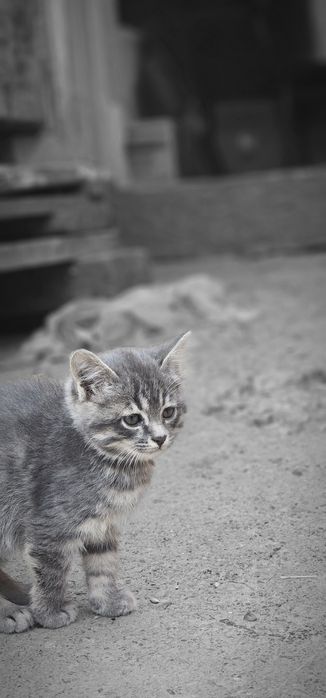 Котята в хорошие, добрые руки